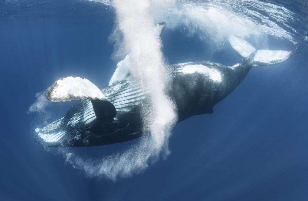 Una ballena murió de hambre en Filipinas porque en su estómago tenía 40 kilos de plástico