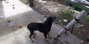 Los uniformados consiguieron ingresar utilizando una escalera\u002E (Desarrollo Zonal)