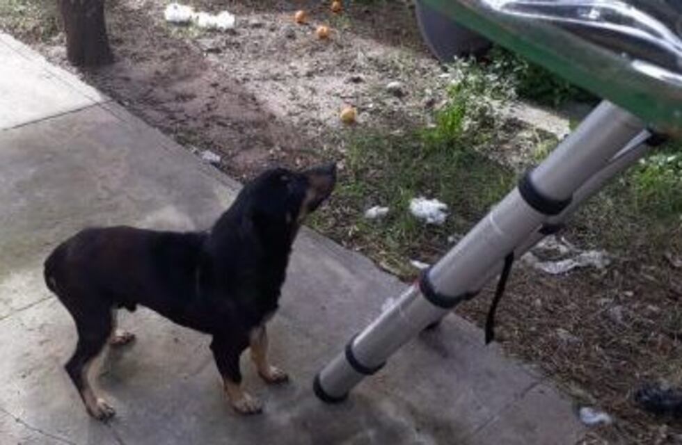 Rescataron a un perro que llevaba tres semanas en una casa abandonada