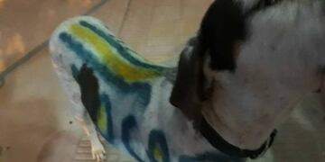 Los vecinos buscan al perro para quitarle la pintura pero no lo encuentran en el barrio\u002E