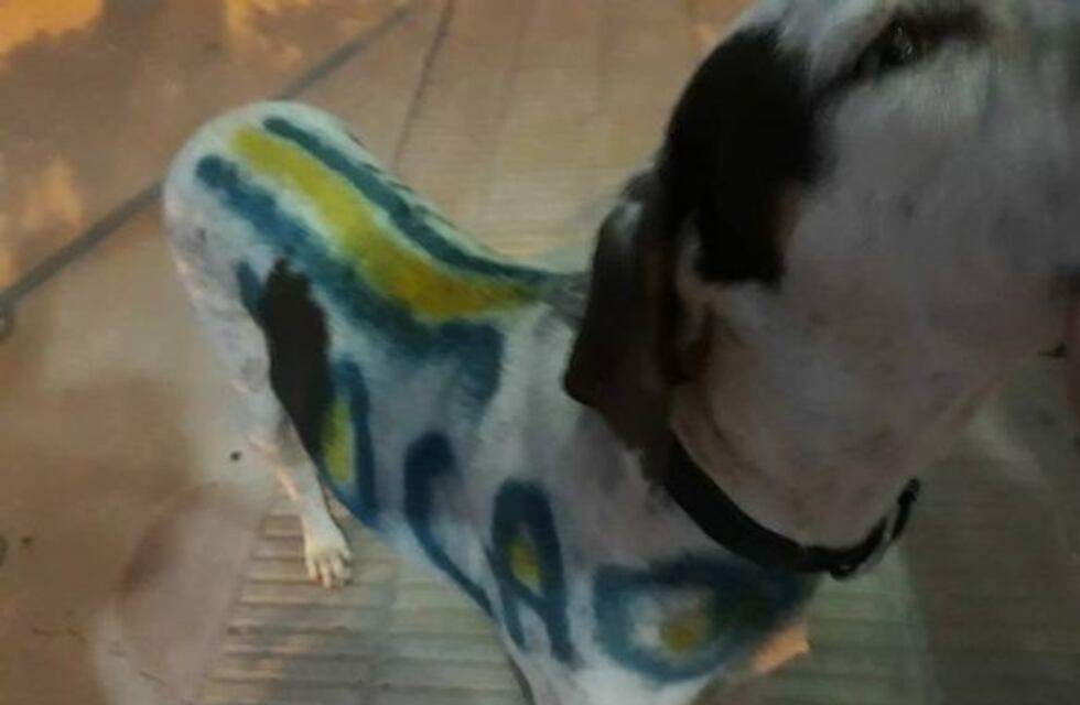 Hincha salvaje: carnicero pintó a su perro con los colores de Boca