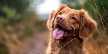 El hombre de 50 años tiene cinco hijas y un hijo. (Imagen: Ilustrativa, Web).