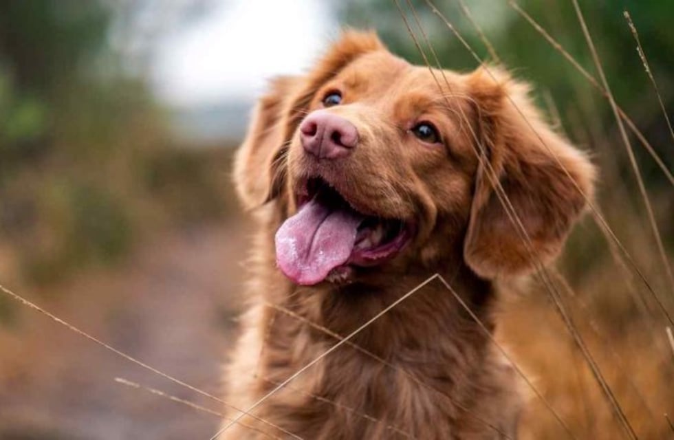 Un estudio demostró que los perros entienden el lenguaje humano mejor de lo que se creía