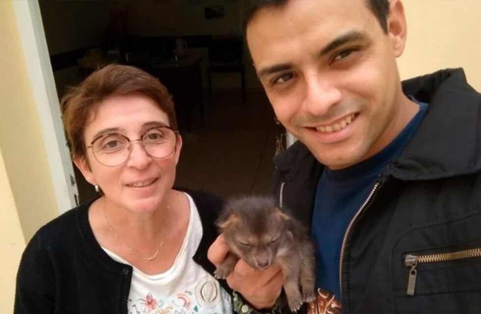 Hallaron en Villa Fabiana un cachorro de zorro gris en la casa de un particular
