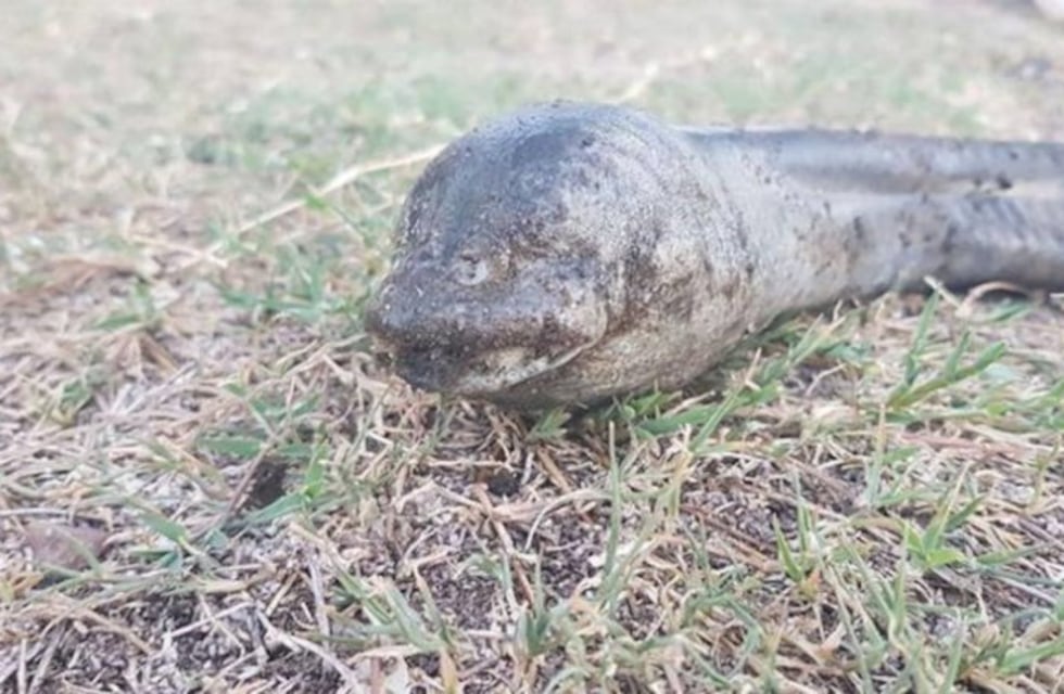 Carlos Paz: apareció una misteriosa criatura en el lago San Roque