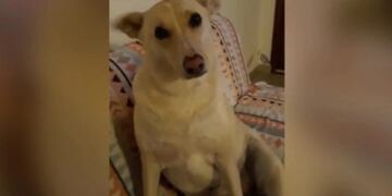 El divertido perrito que se hizo viral (Web)