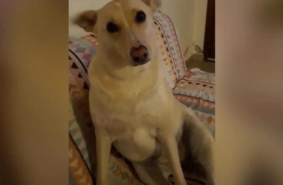 La divertida reacción de un perro ante los comentarios de su amo que se volvió un desafío en las redes
