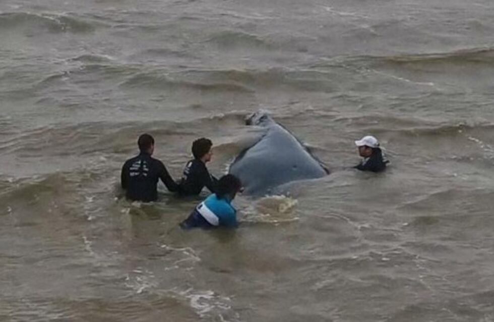 Rescate a contrarreloj de una ballena varada a metros de la costa de San Clemente