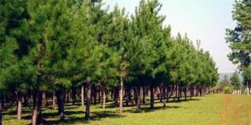 Bosques implantados en Misiones\u002E (WEB)