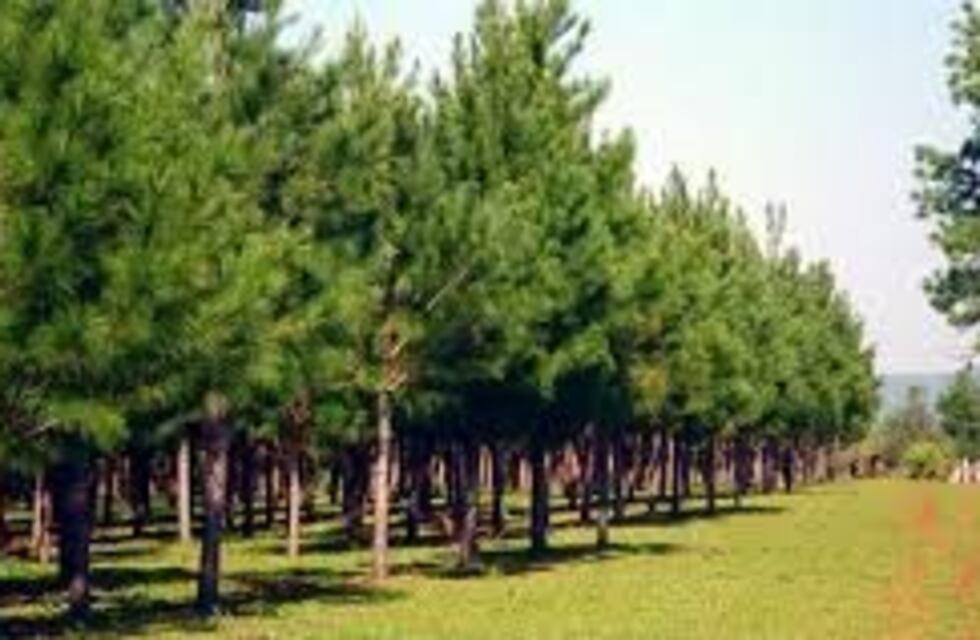 Tratan con Agricultura los fondos para bosques cultivados