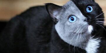 El tierno gatito con \