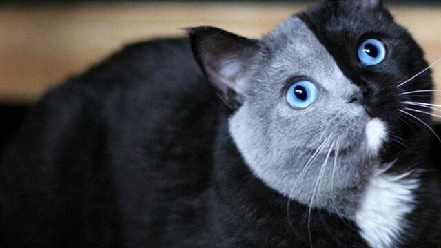 El tierno gatito con \