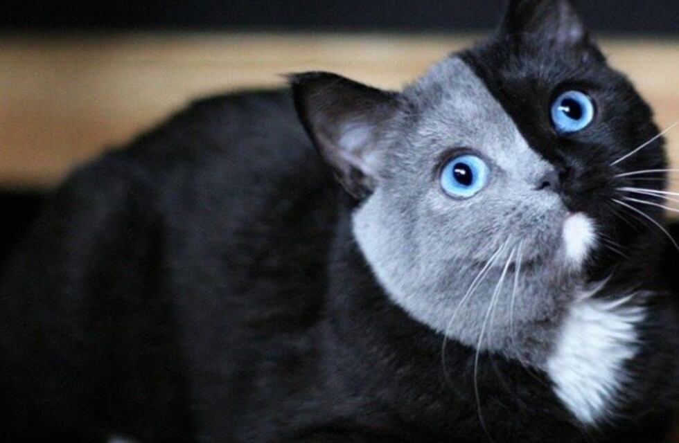 El tierno gatito con "dos caras" que se hizo viral