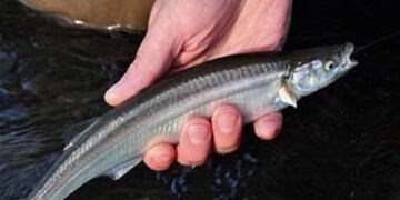 La playa El Ceibo será el escenario del 1º Festival del Pejerrey\