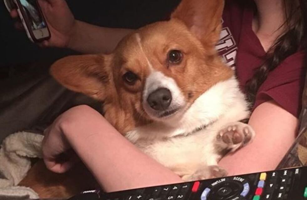 Arrojó su perro al "vacío" y el video se volvió viral