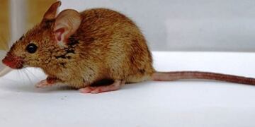 Hantavirus