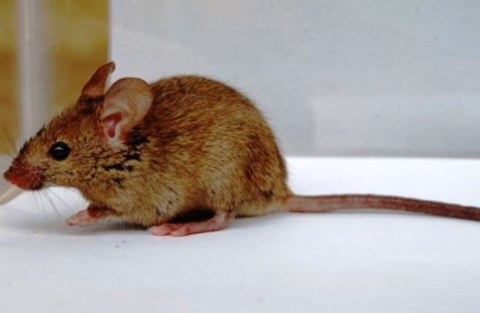 Confirmaron el aumento de casos de Hantavirus en Buenos Aires