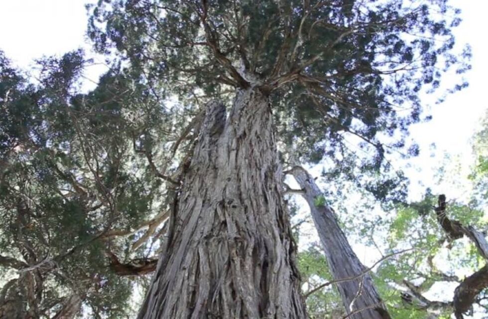 Voluntarios reforestaron un bosque incendiado en Chubut