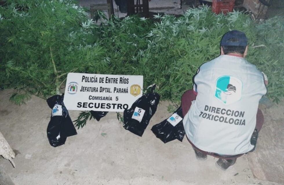 Personal policial acudió a un supuesto robo y terminó hallando plantas de Marihuana