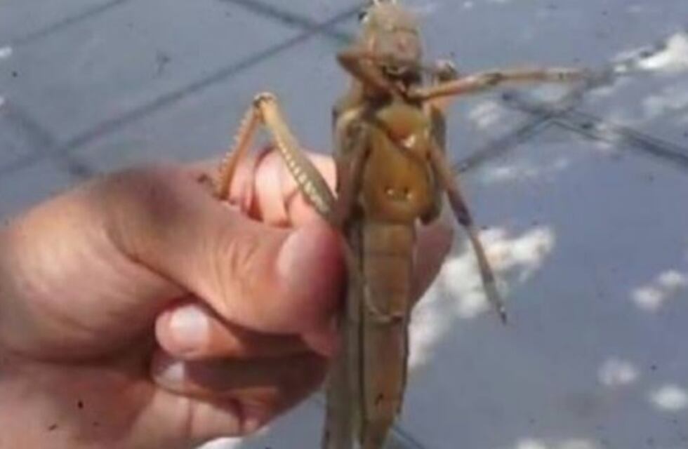 Langostas de gran tamaño aparecieron en Mendoza