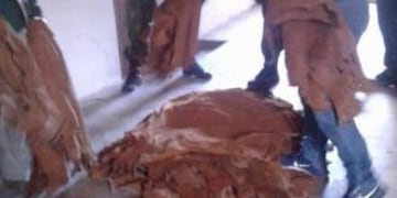 Secuestran más de 1200 cueros de carpinchos en dos talleres clandestinos