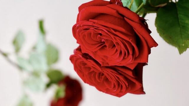 Día de los enamorados