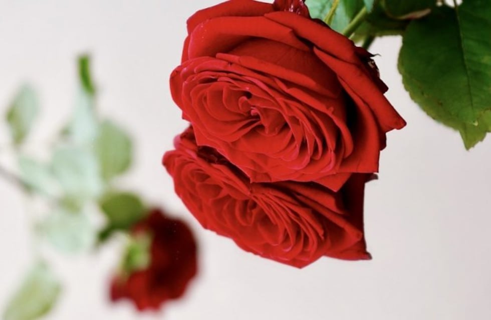 Para celebrar el Día de los Enamorados