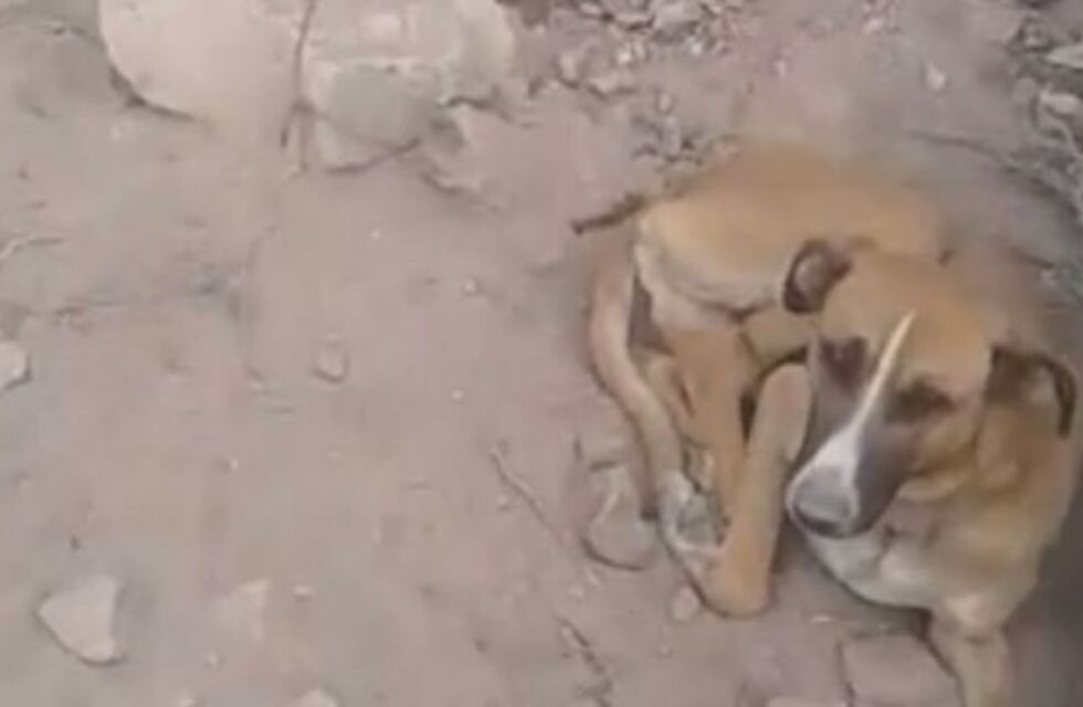 Salvaron a un perro que estaba atado a una piedra con un alambre en la montaña
