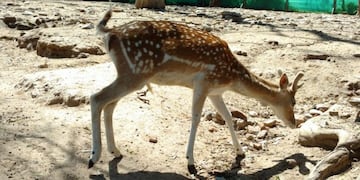 Los ciervos atacados en el Zoológico Córdoba formaban parte de este grupo de animales que se salvó de la jauría de perros\u002E