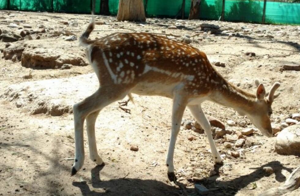 La Municipalidad evalúa clausurar el Zoológico de Córdoba
