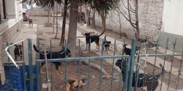 Albergaban 45 perros pero fallecieron y los canes quedaron sin hogar\u002E