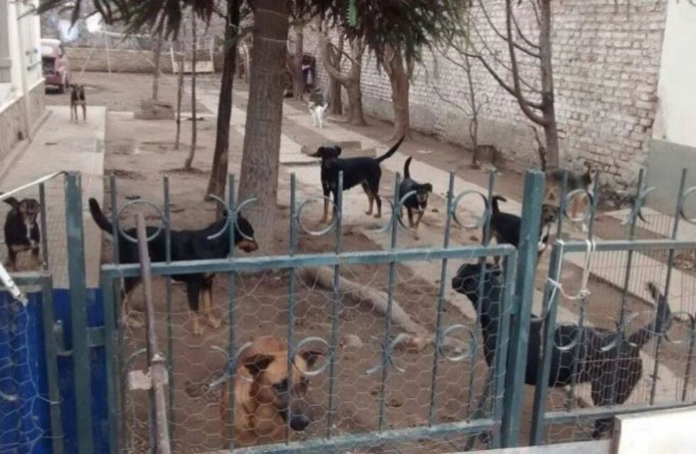 Dio refugio a 45 perros, murió y ahora los animales no tienen donde ir
