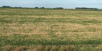 Sequía en campo de Santa Fe
