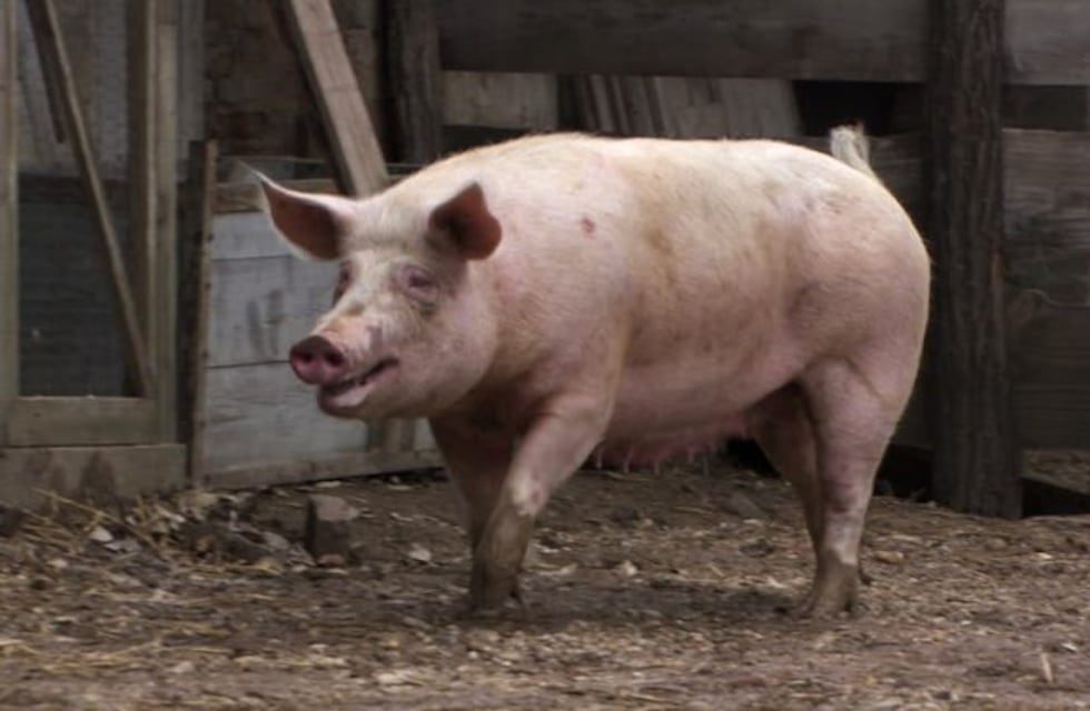 Un motociclista resultó herido al chocar contra un chancho