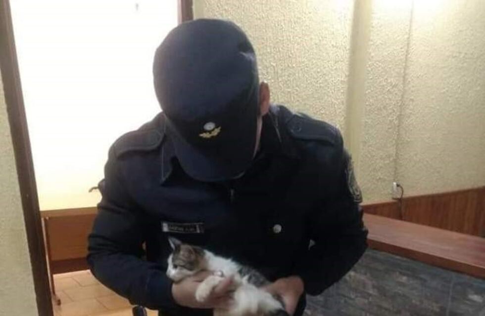 El video del gato torturado en Capioví se volvió viral y el animal fue rescatado