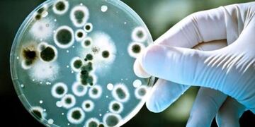 Preocupan los casos de Streptococcus pyogenes