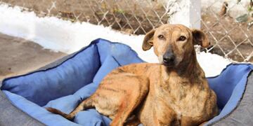 Autorizan a un equipo de voluntarios para asistir a los animales callejeros de Mar del Plata (Foto: Prensa MGP)