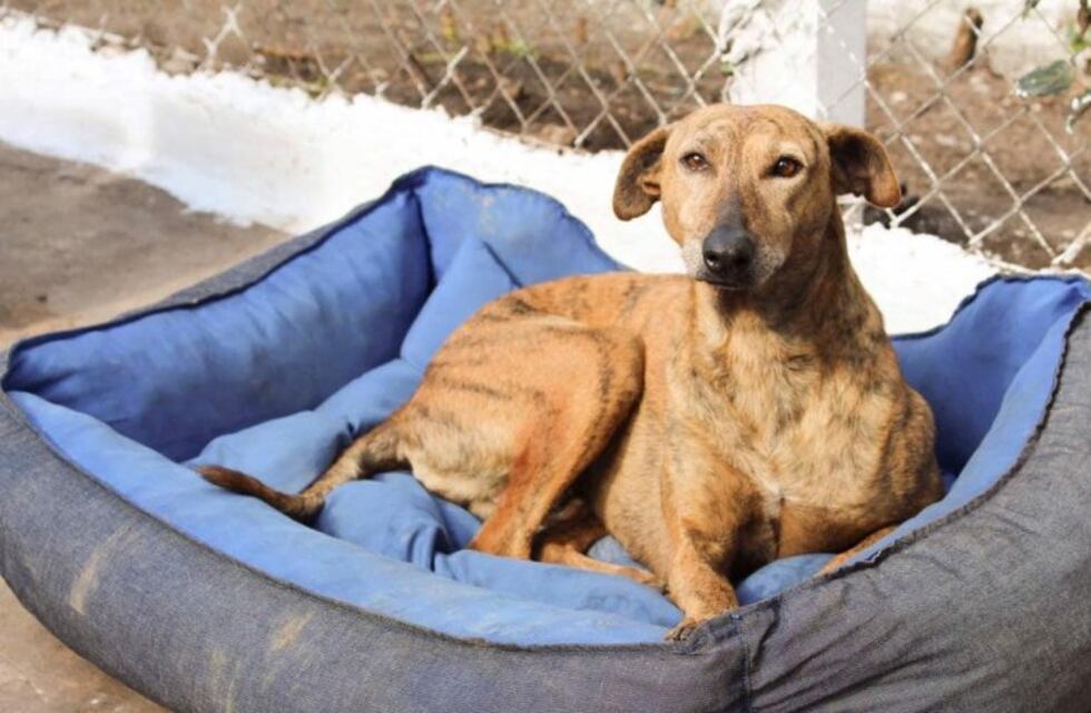 Autorizan a un equipo de voluntarios para asistir a los animales callejeros de Mar del Plata