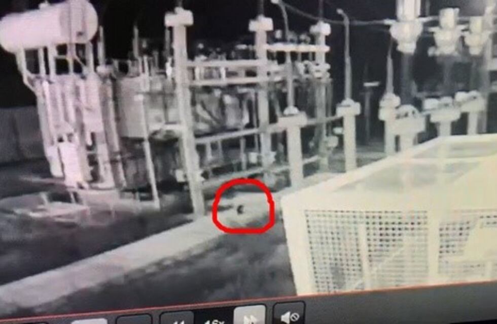 Un gato negro provocó cortes de luz en la capital puntana