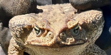 Pánico por un súper sapo en Granadero Baigorria