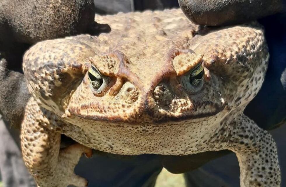 Pánico por un súper sapo en Granadero Baigorria