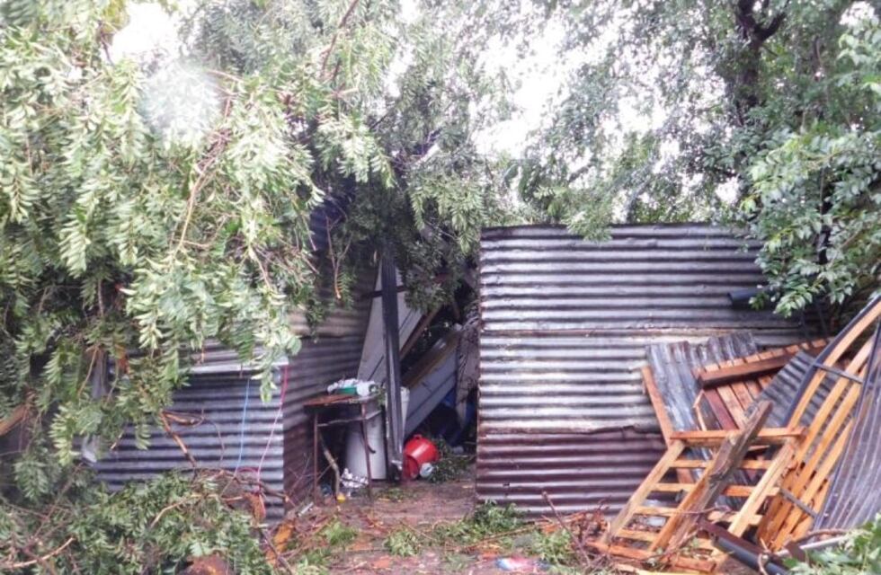 Temporal en La Plata: dos personas murieron tras la caída de un árbol