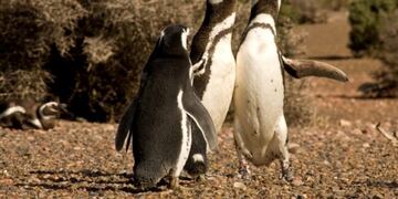 Pinguino de Magallanes\u002E