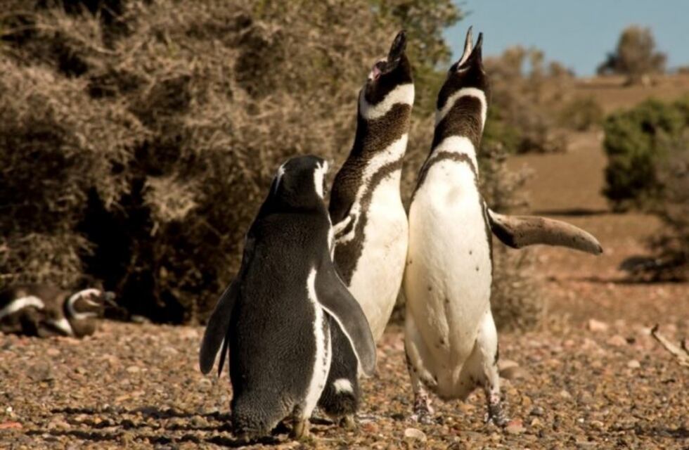 En septiembre comienza la temporada de pingüinos en Punta Tombo
