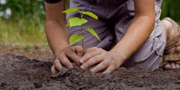 29 de agosto, Día del Árbol\u002E