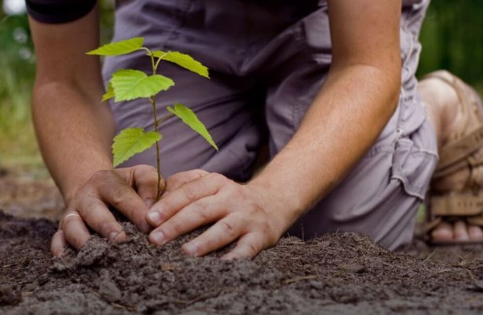En el día del árbol, 10 beneficios que marcan su importancia