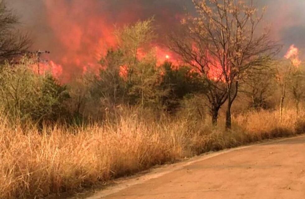 Comenzó el ciclo de talleres virtuales para la reconstrucción del bosque nativo post incendios en Villa Carlos Paz