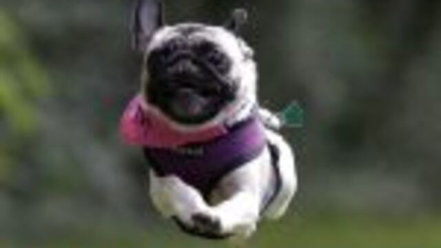 Pug, uno de los perros que no deberu00edas comprar.