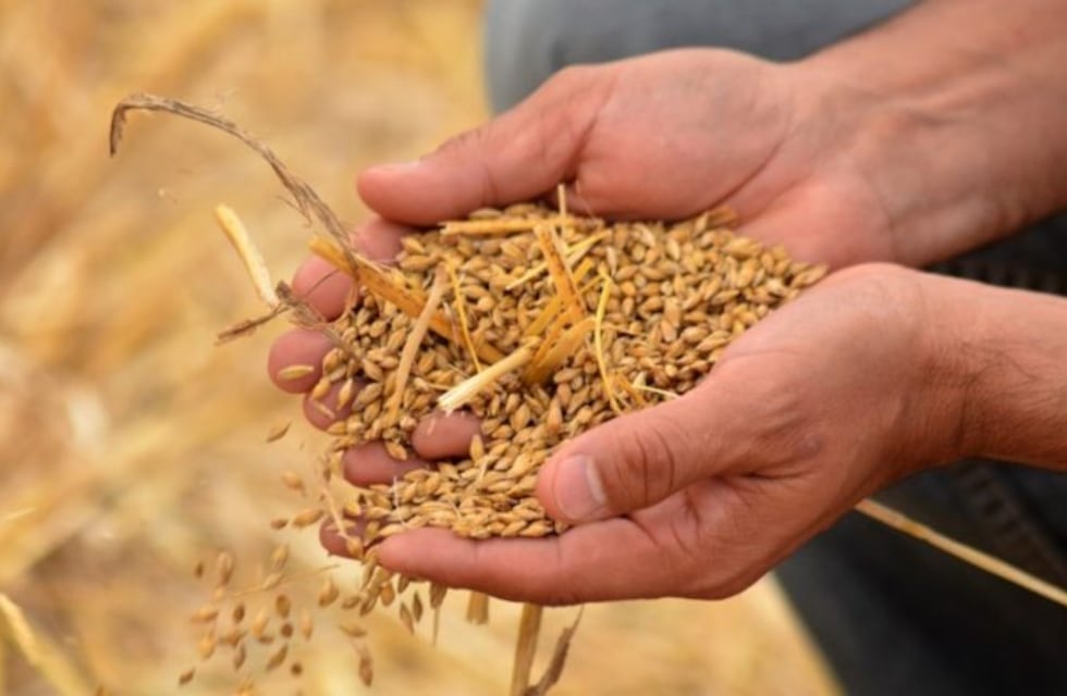 Aumento del 14% en la cosecha de cebada en la región