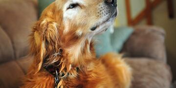 This March 27, 2013 photo shows Wayne Klinkel's golden retriever, Sundance, at their home in Montana City, Mont\u002E Klinkel says his dog ate five $100 bills while he and his wife were on a road trip to visit their daughter\u002E Klinkel says he carefully picked through the dog's droppings, and his daughter recovered more when snow melted\u002E He says he washed the remnants of the bills and taped them together and sent them to the Treasury Department's Bureau of Engraving and Printing with an explanation of what happened\u002E The bureau's website says an \